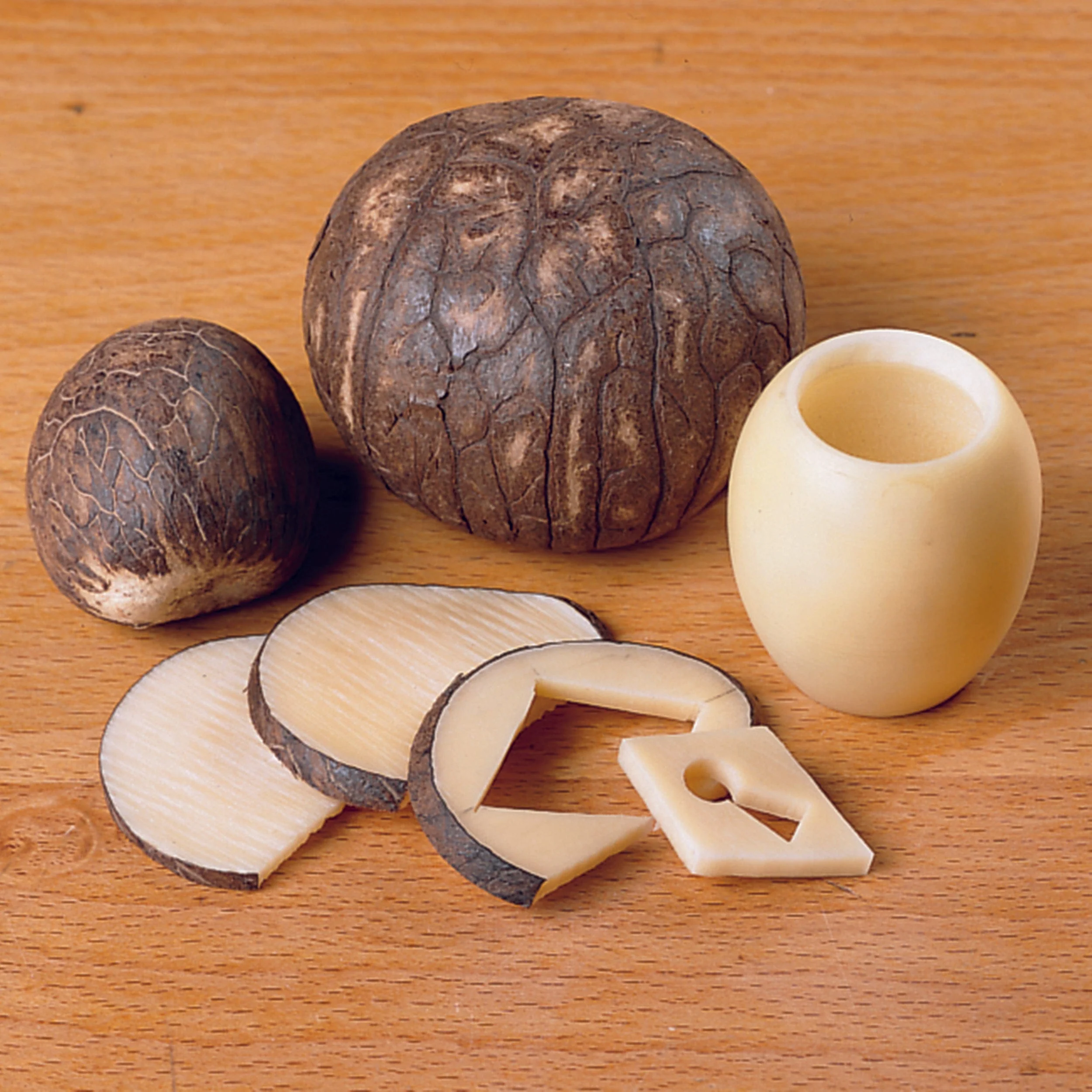 Tagua Nut Pack – 5 Piece
