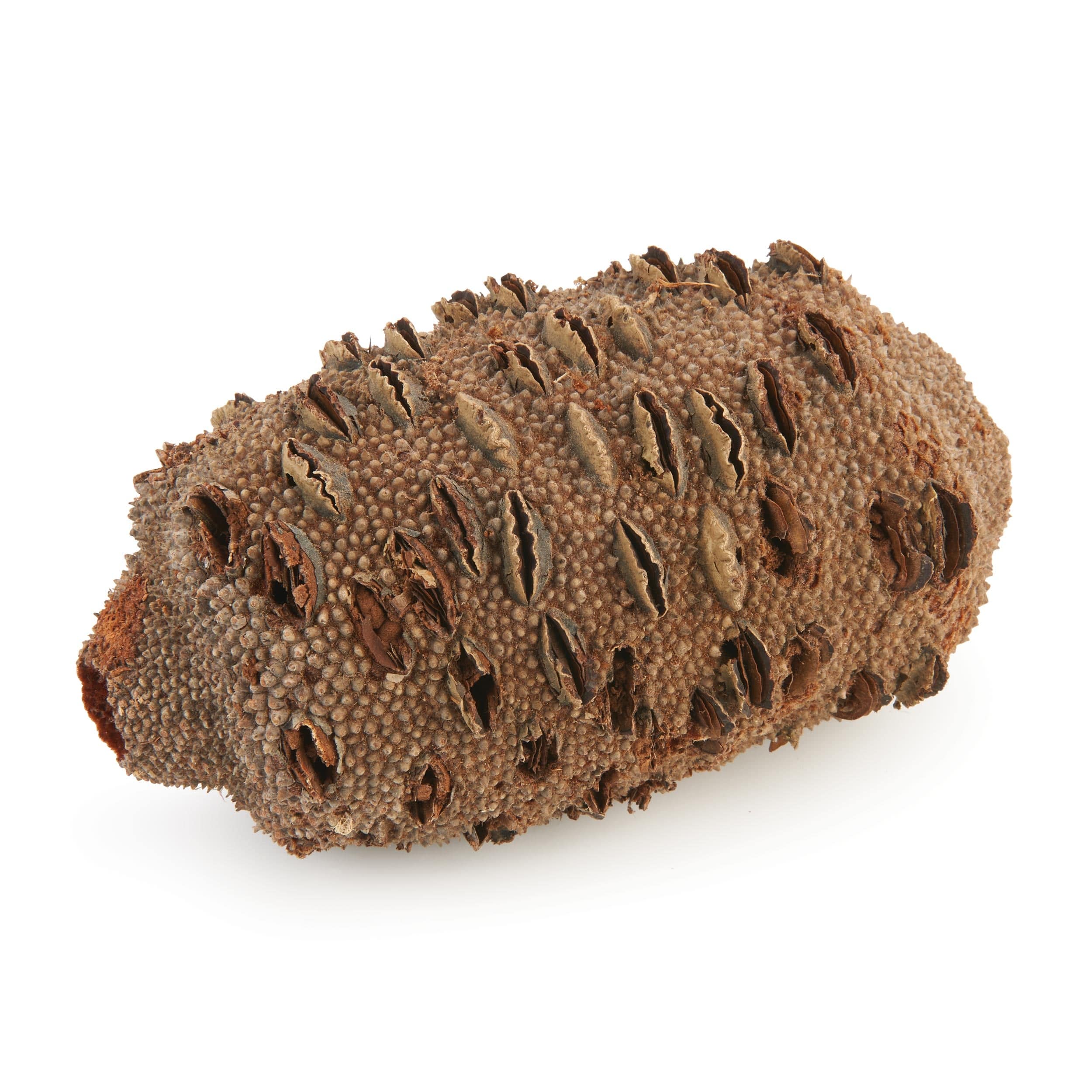 Banksia Pod - Medium - Image 1