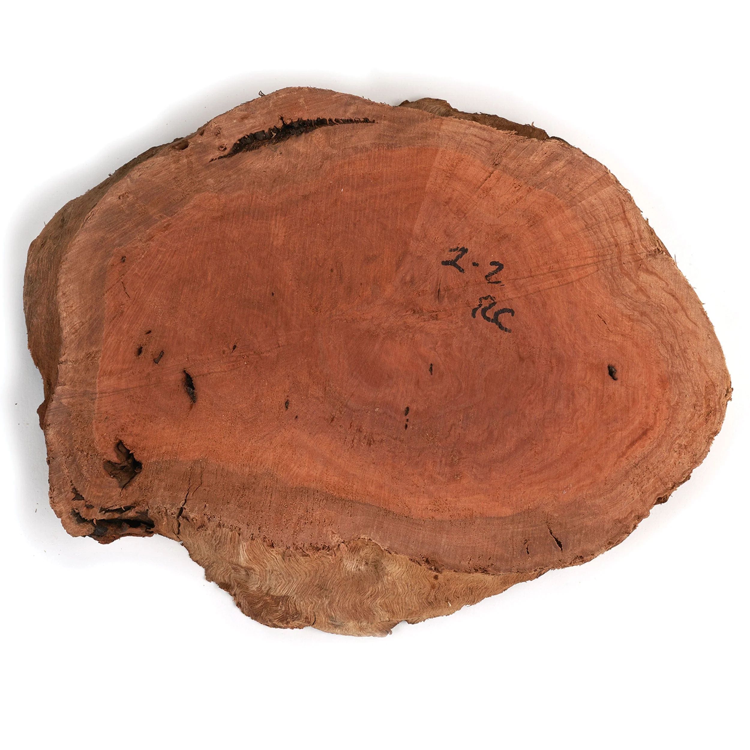 Australian Red Coolibah Burl Slice - 2 kg - 4 kg - Image 1