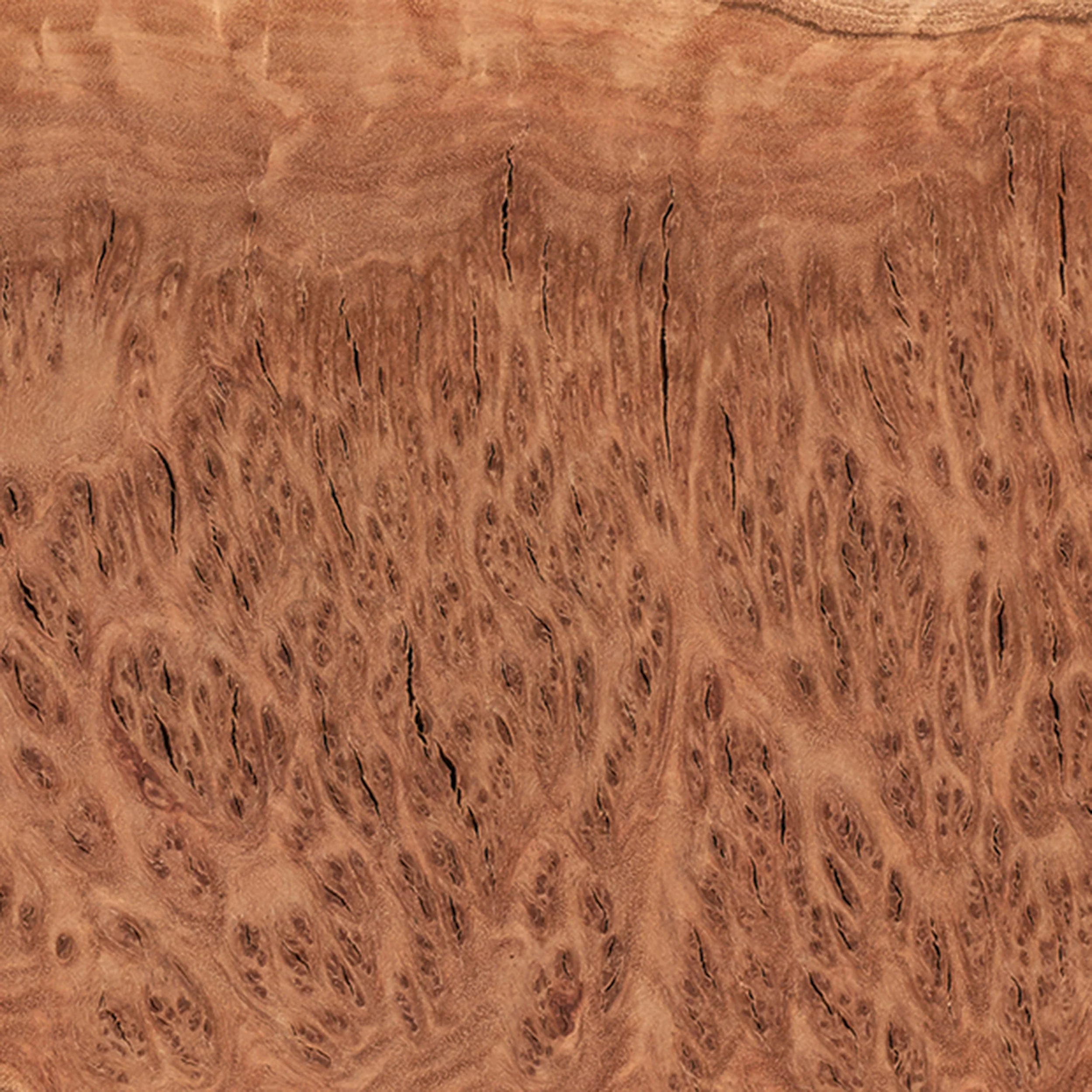 Australian Red Coolibah Burl Slice - 2 kg - 4 kg - Image 2