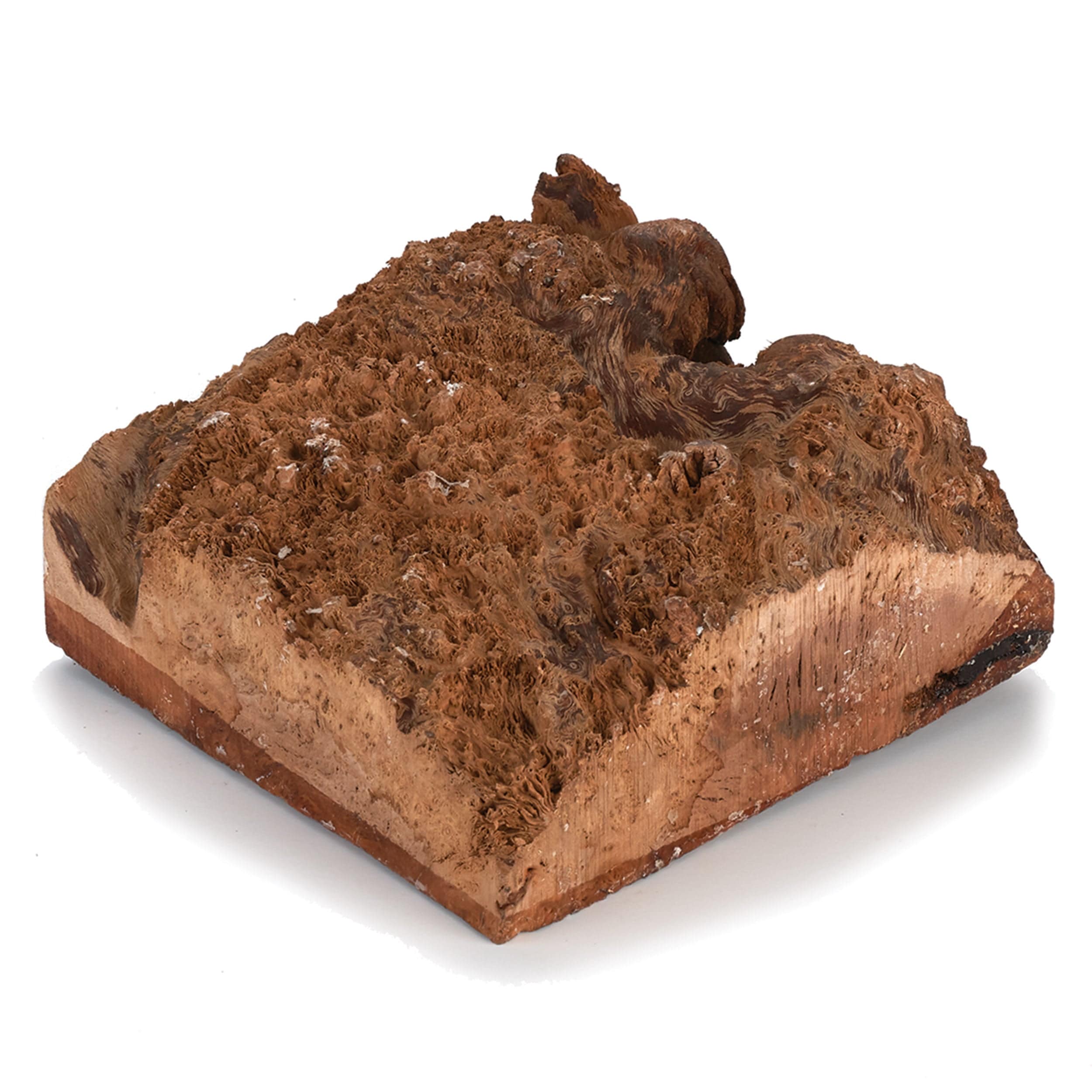 Australian Red Coolibah Burl Turning Blank - 1 kg - 2 kg - Image 1