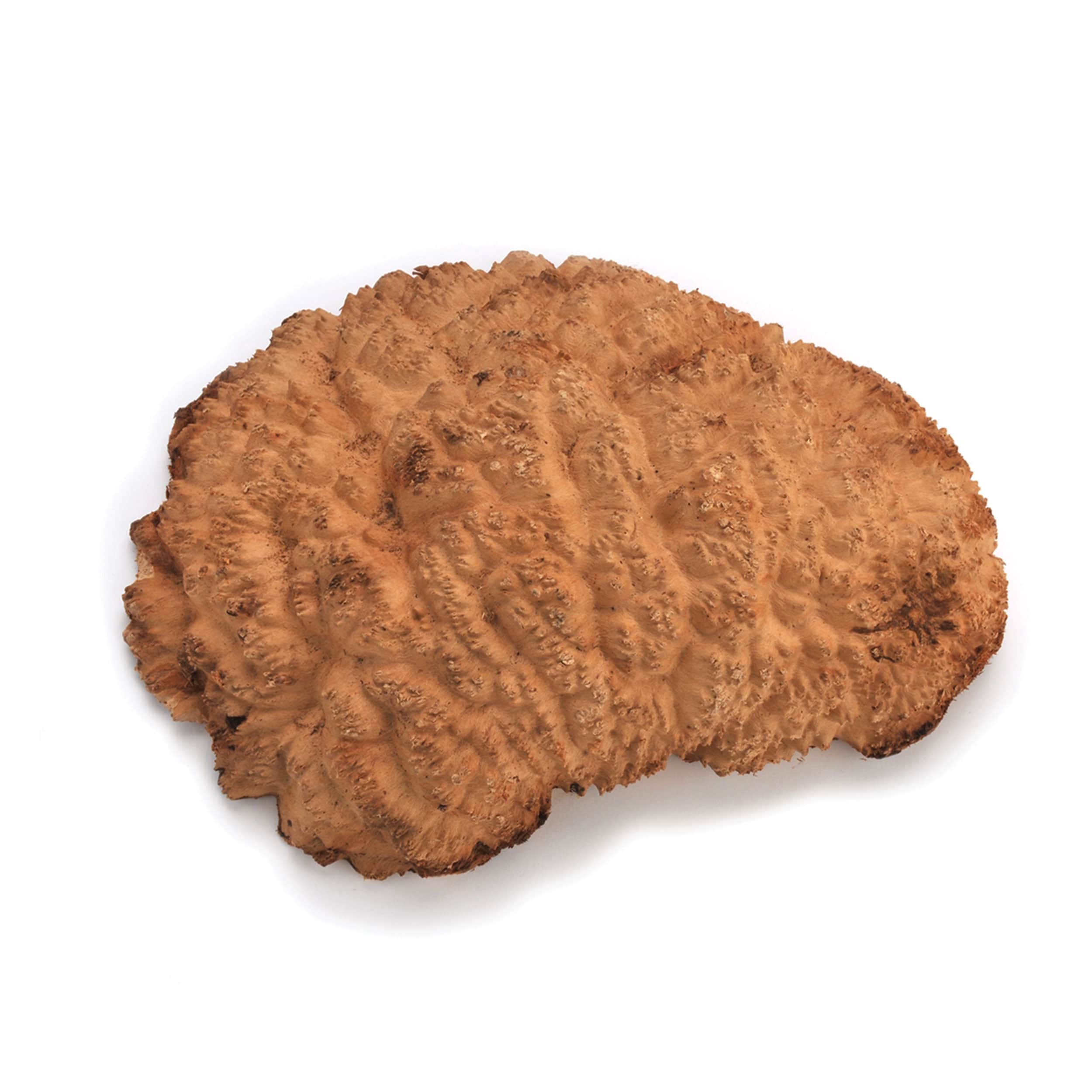 Australian Red Mallee Burl Cap - 1 kg - 2 kg - Image 1