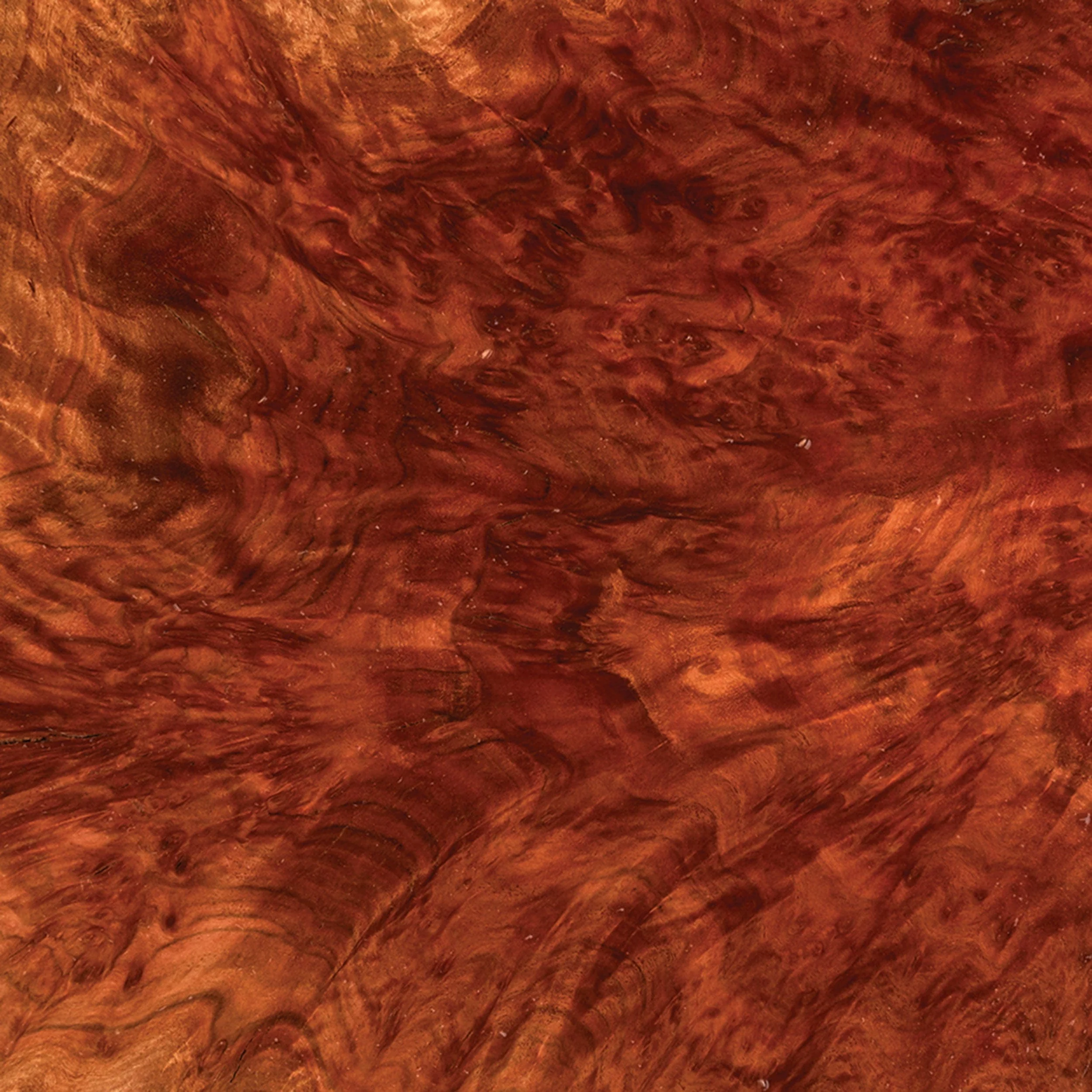 Australian Red Mallee Burl Cap - 1 kg - 2 kg - Image 2