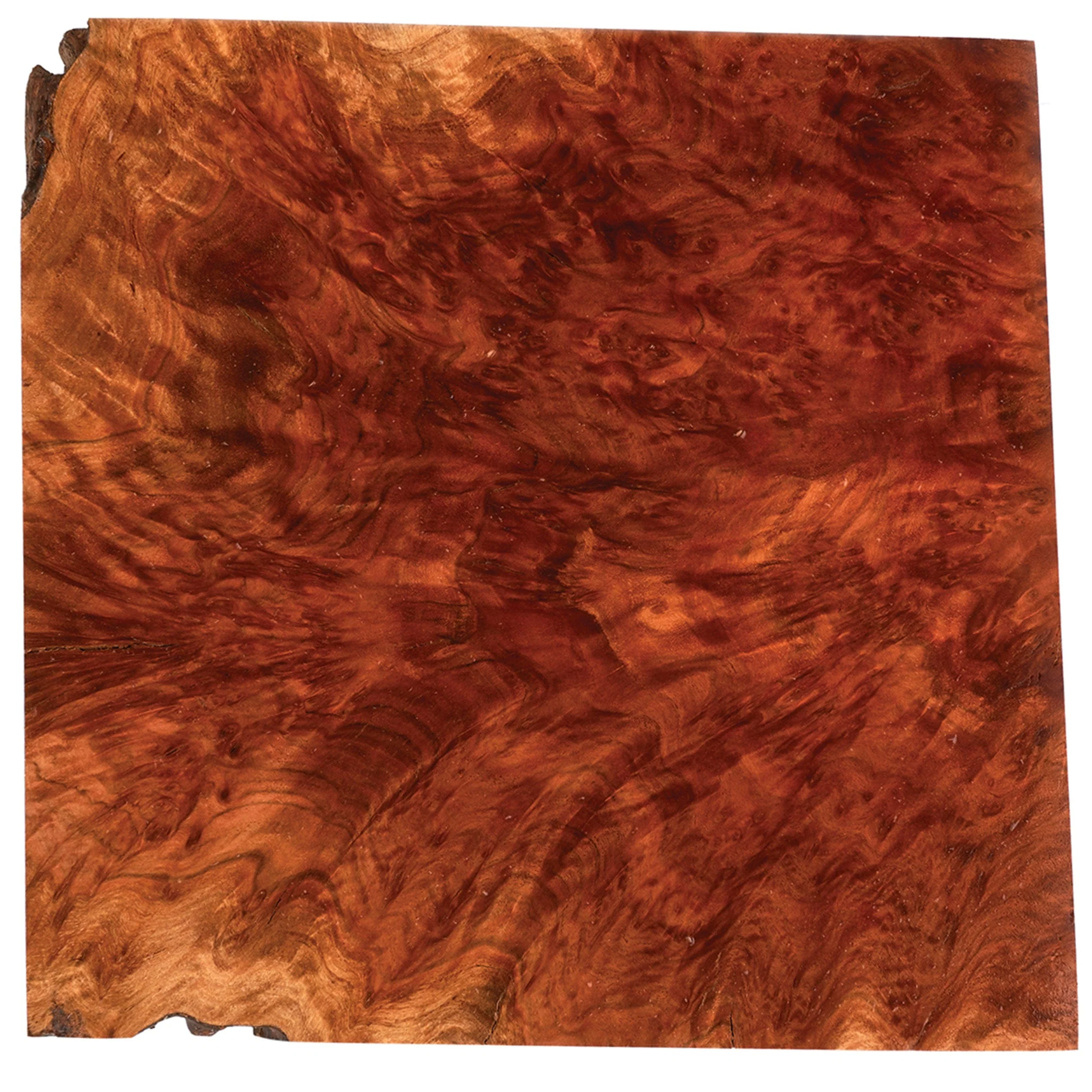 Australian Red Mallee Burl Cap - 2 kg - 4 kg - Image 2