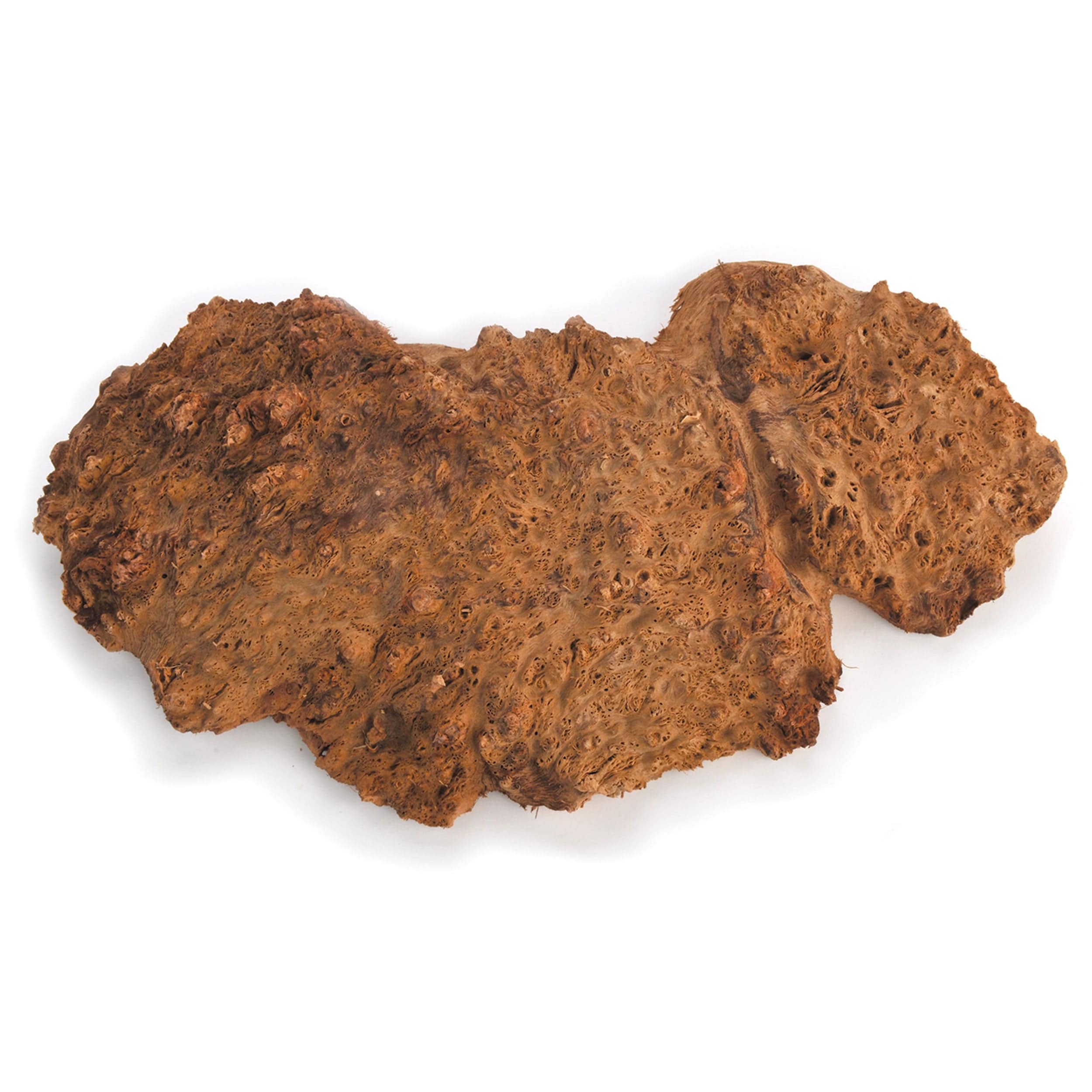 Australian Red Coolibah Burl Cap - 1 kg – 2 kg - Image 1