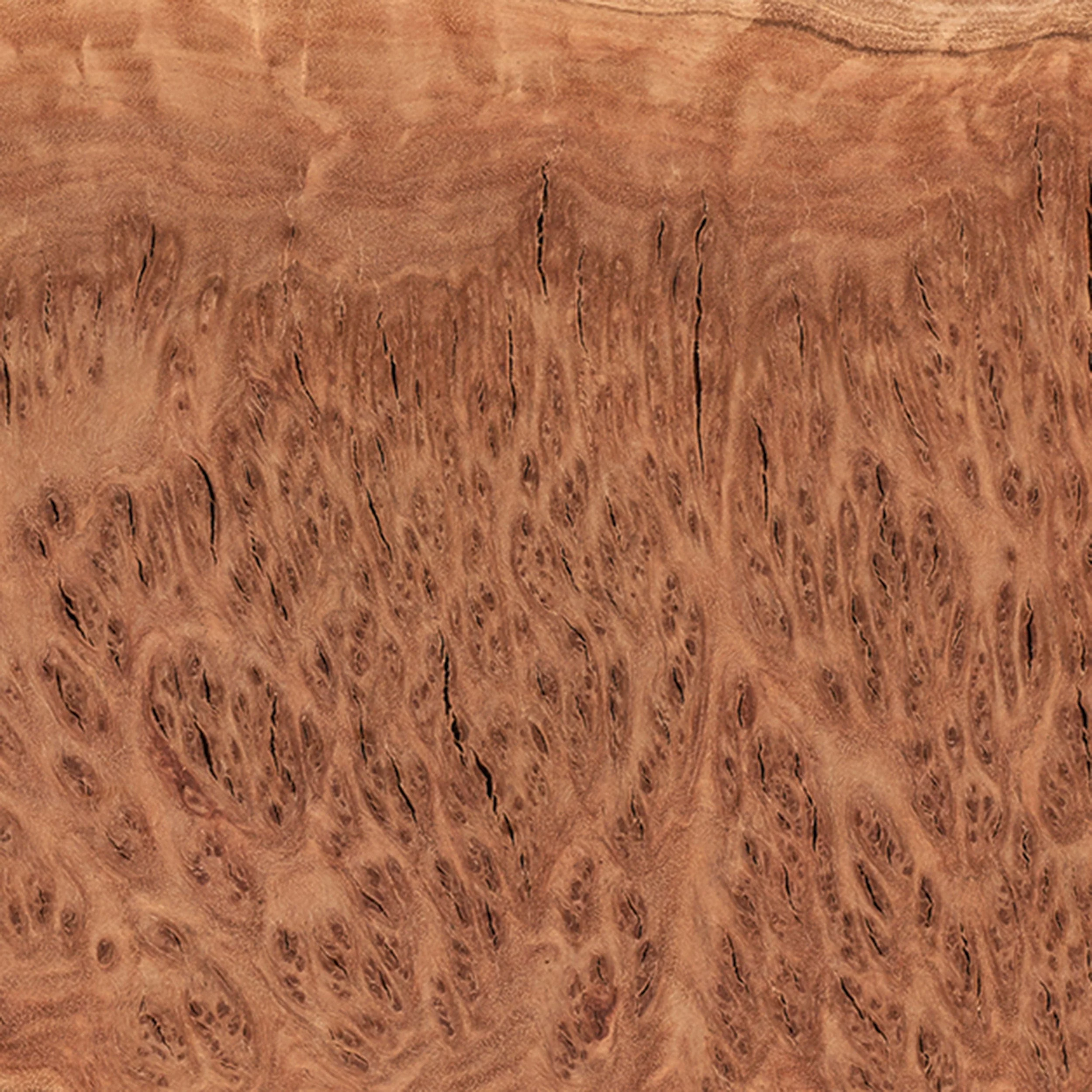 Australian Red Coolibah Burl Cap - 1 kg – 2 kg - Image 2